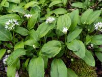 Bärlauch Blüten in Reihe